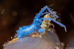 Invertebrates