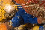 Porifera