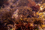 Gigartinales