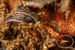 Rhabditophora