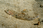 Gobies