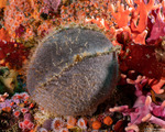 Tetillidae