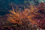 Florideophyceae
