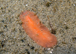 Flatworms