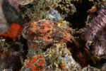 Enophrys