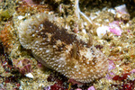 Onchidoris