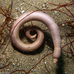 Sipuncula