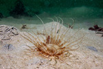 Cerianthidae