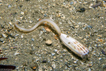 Brachiopoda