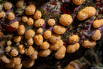 Tunicata