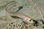 Eels and Eel-like Fishes