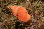 Columbellidae