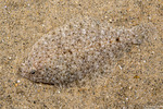 Flatfishes