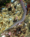 Errantia