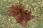 Ceramioideae