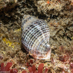 Muricidae