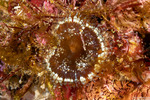 Anemones