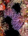 Hydrocorals