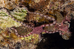 Ophioderma