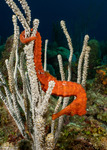 Pipefishes and Seahorses