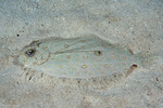 Flatfishes