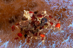 Crabs