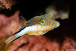 Pufferfishes
