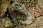 Anemones