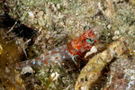 Penaeoidea