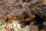 Crabs