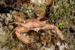 Crabs