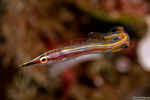 Blennies