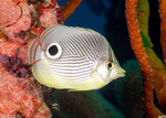 Butterflyfishes