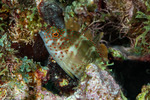 Hawkfishes