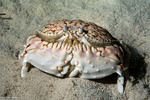 Heterotremata
