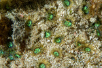 Zoantharia