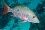 Lutjanidae