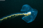 Calycophorae