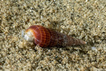Pyramidellidae