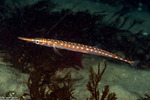 Elongate Fishes