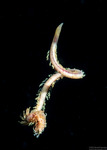 Sedentaria