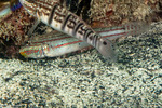 Valenciennea