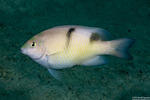 Dischistodus