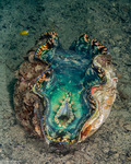Bivalves