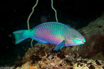 Scaridae