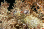 Polycarpa