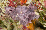 Keratosa