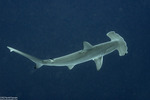 Carcharhiniformes