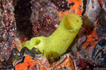 Phlebobranchia