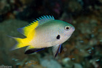 Pomacentrus